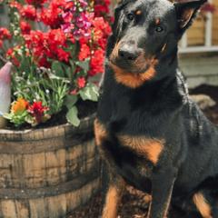 Beauceron All Grown Up from Fleur de Renard Beaucerons