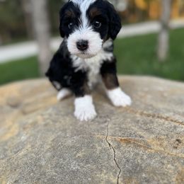 Bernedoodle Puppies from Sweet Pea Bernedoodles