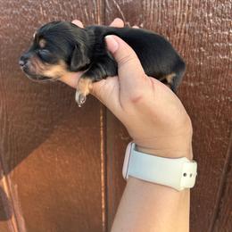 Darlin's Black - Black and tan female Dachshund puppy in Rattan, Oklahoma from Burgett’s Barnyard Dachshunds