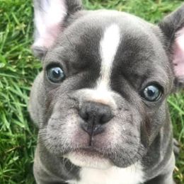 French Bulldogs from Davis Family Frenchies