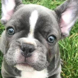 French Bulldogs from Davis Family Frenchies