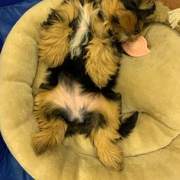Assorted Doodle Crosses, Double Doodle, Maltipoo, Morkie, and Yorkipoo Puppies from Danza Bolo