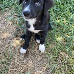 Sweet Pea - Black Australian Shepherd puppy in Rusk, Texas from H3 Aussies
