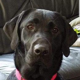 Josie - Labrador Retriever
