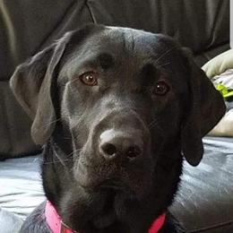 Josie - Labrador Retriever
