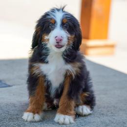 Monaco (socialization program graduate) - Tri-color male Bernedoodle puppy in Dundee, Ohio from Down Home Doodle