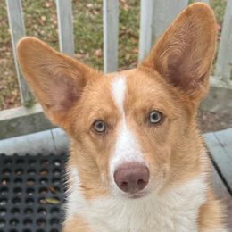 Cracker Jax - Liver and white American Corgi puppy in Dade City, Florida from Red White & Bluie Corgi