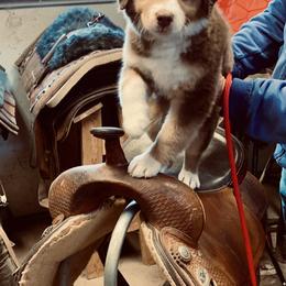 Miniature American Shepherd Puppies from Abington Miniature American Shepherds