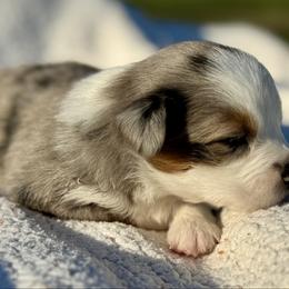 Poppy - Blue merle female Miniature Australian Shepherd puppy in Hempstead, Texas from Young Gun Aussies