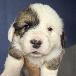 Ruby - Red Collar Male - Sable male Pembroke Welsh Corgi puppy in Victoria, Texas from Clear Creek Corgis