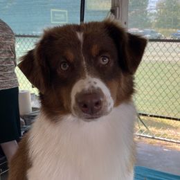 Lyra - Miniature American Shepherd