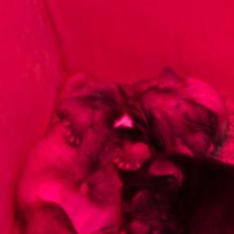 Fawn female - Fawn female Pug puppy in Fitzwilliam, New Hampshire from Kayla's Pugs