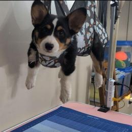 Bambi - Black and tan male Pembroke Welsh Corgi puppy in Charleston, West Virginia from Lone Pine Corgis