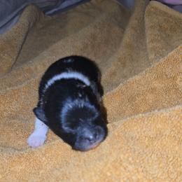 MISTLETOE - Black parti male Pomeranian puppy in Angleton, Texas from Pomeranian Palace, LLC