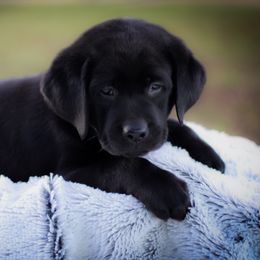 Black Baby Boy 2 Yellow Collar - Black male Labrador Retriever puppy in Ulman, Missouri from Landon J Farms Labrador Retrievers