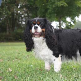 Shelbie - Cavalier King Charles Spaniel