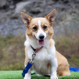 Vee - Pembroke Welsh Corgi