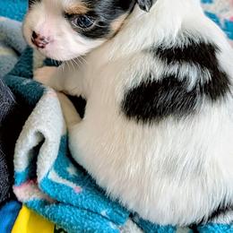 Moe - Black and white male Chihuahua puppy in Leominster, Massachusetts from House of Lil  Paw