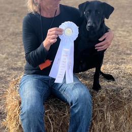 Labrador Retriever puppies from Peak Labrador Retrievers