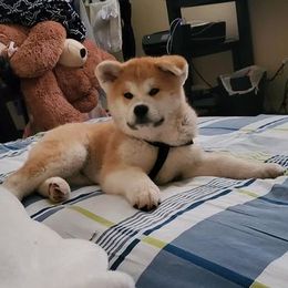 American Corgis and Japanese Akitainus from Tripple Fam