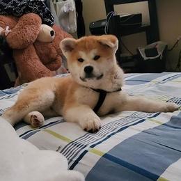 American Corgis and Japanese Akitainus from Tripple Fam
