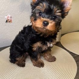 Rocky - Black and gold male Yorkshire Terrier puppy in Riverside, California from Heaven_sent_toy_yorkies