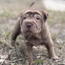 Metallica - Brown female Chinese Shar-Pei puppy in Lehigh Acres, Florida from Florida Wrinkles