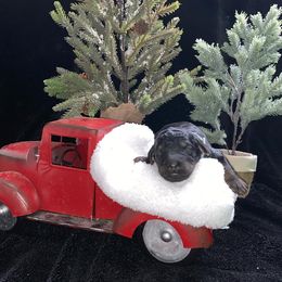 Goldendoodle Puppies from Nikki Lunt's Goldendoodles