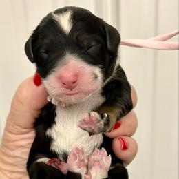 Pink collar girl - Tri-color female Bernedoodle puppy in Lake, Michigan from 3 King Doodles & Poodles