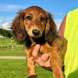Remi - Red female Dachshund puppy in Meadville, Pennsylvania from Four Seasons Dachshunds