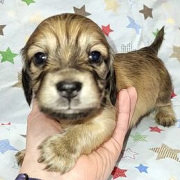 Bandit - Cream male Dachshund puppy in Chesapeake, Virginia from Ari's Labradoodles