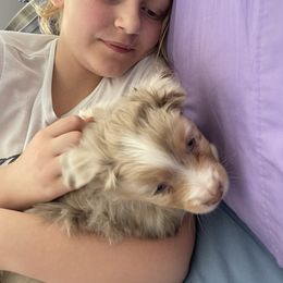 Australian Shepherd, Miniature American Shepherd, Miniature Australian Shepherd, and Toy Australian Shepherd Puppies from Painted Blue Aussies