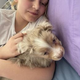 Australian Shepherd, Miniature American Shepherd, Miniature Australian Shepherd, and Toy Australian Shepherd Puppies from Painted Blue Aussies