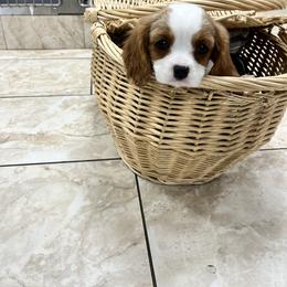Cavalier King Charles Spaniel Puppies from SHANNON'S CAVALIERS