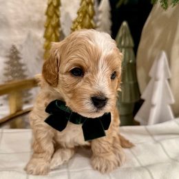 Cavapoochon puppies from Apricot Lane Puppy