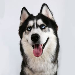 Kronos - Siberian Husky