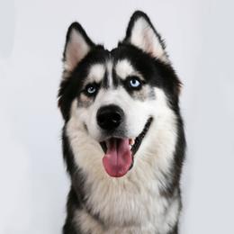 Kronos - Siberian Husky