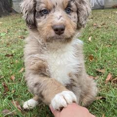 Aussiedoodle Puppies from Mills River Doodles
