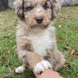 Aussiedoodle Puppies from Mills River Doodles