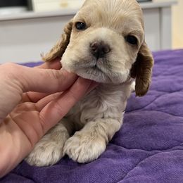 Cocker Spaniel and English Springer Spaniel Puppies from Sei