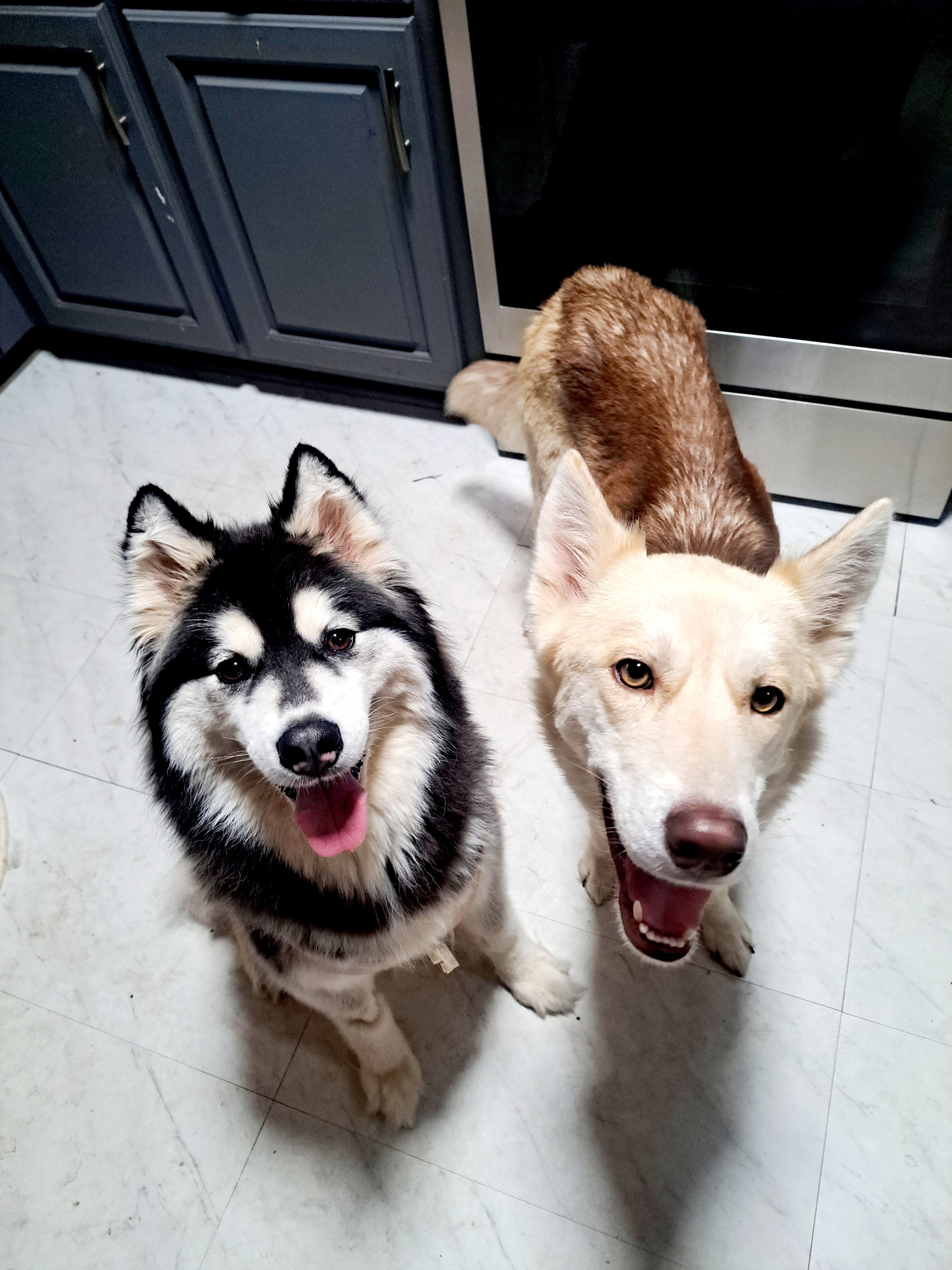 Lyrique - Siberian Husky