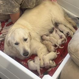 Golden Retriever puppies from Roberts Golden Retrievers