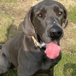 Great Danes from QC MOSS DANES