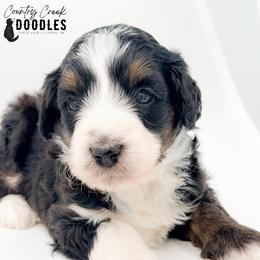 Sarah - Tri-color female Bernedoodle puppy in Tipton, Indiana from Country Creek Doodles
