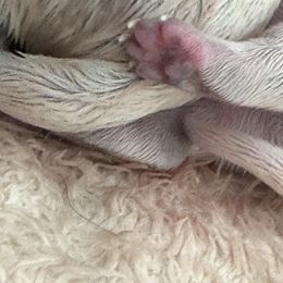 Australian Cattle Dog Puppies from Folie à Deux Australian Cattle Dogs