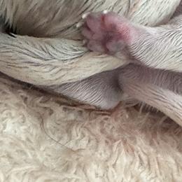 Australian Cattle Dog Puppies from Folie à Deux Australian Cattle Dogs