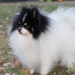 Tate - Pomsky