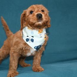Australian Labradoodle Puppies from Snooze and Sniff Labradoodles
