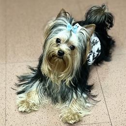 Ripp - Yorkshire Terrier