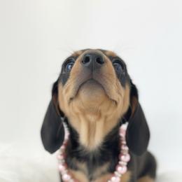 Dachshund Puppies from Draggin' Azz Ranch